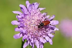 Scabious: Longhorn beetle, Anastrangalia sanguinolenta, in