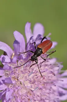Scabious: Longhorn beetle, Anastrangalia sanguinolenta, in