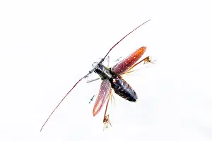 Coleoptere: Longhorn Beetle (Cerambycidae sp) in flight on white