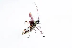 Coleoptere: Longhorn Beetle (Cerambycidae sp) on white background