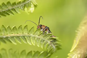 Frond: Longhorn beetle on fern frond - Norfolk UK