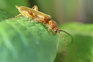 Longhorn: Longhorn Beetle - Norfolk UK