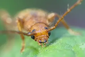 Longhorn: Longhorn Beetle - Norfolk UK