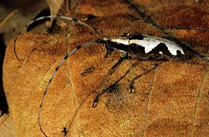 Cerambycid: Longhorn Beetle, Papua New Guinea