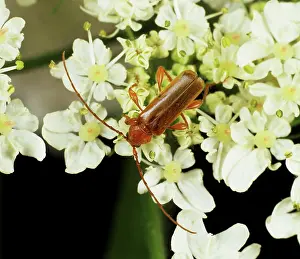 Umbellifer: Longhorn Beetle (Phymatodes testaceus)