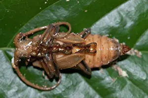 Cerambycidae: Longhorn Beetle pupa Longhorn Beetle pupa on leaf Klun