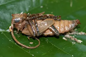 Lifecycles: Longhorn Beetle pupa Longhorn Beetle pupa on leaf Klun