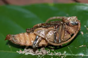 Lifecycles: Longhorn Beetle pupa Longhorn Beetle pupa on leaf Klun