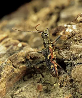Cerambycidae: Longhorn Beetle (Rhagium bifasciatum)