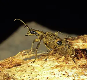 Mordax: Longhorn Beetle (Rhagium mordax)
