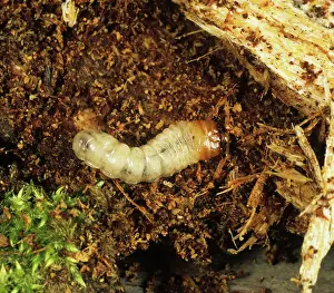 Mordax: Longhorn beetle (Rhagium mordax) larva
