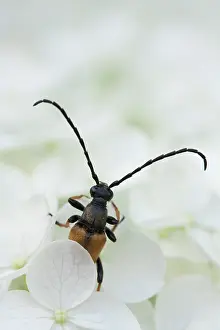 Hydrangea: Longhorn Beetle (Stictoleptura rubra) perched on a flower