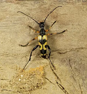 Maculata: Longhorn Beetle (Strangalia maculata)