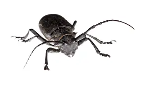 Asper: Longhorn Beetle on white background