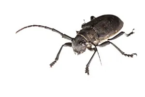 Asper: Longhorn Beetle on white background