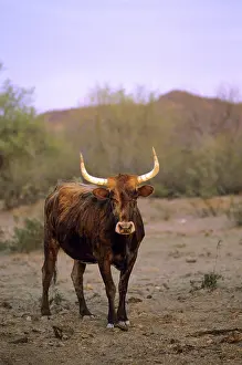 Beef: Longhorn cattle