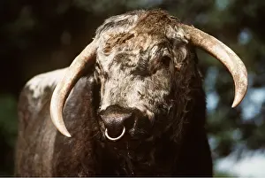 Rings: LONGHORN CATTLE - close up of bull's face, and ring