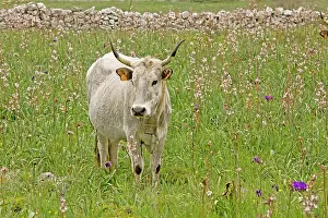 Walled: Longhorn Cattle - grazing flowery walled pasture