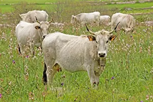 Walled: Longhorn Cattle - grazing flowery walled pasture