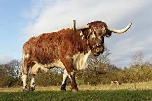 Keepings: Longhorn cattle in a meadow - Midlands UK
