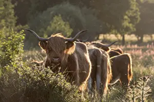Longhorn: Longhorn cattle on Norfolk grazing marsh - Norfolk