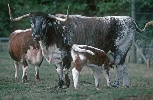 Chestnuts: Longhorn cow and calf Cotswold Farm Park UK
