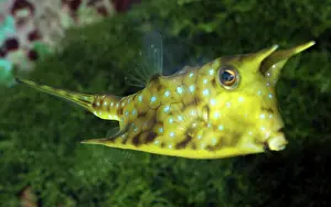 Cornuta: Longhorn Cowfish