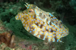 Spine: Longhorn Cowfish