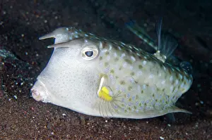 Cornuta: Longhorn Cowfish