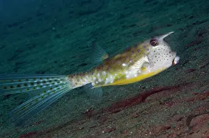 Cornuta: Longhorn Cowfish
