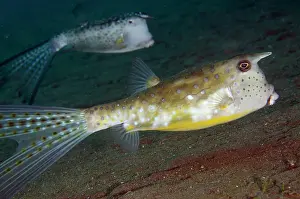 Cornuta: Longhorn Cowfish