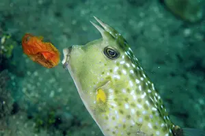 Plastic: Longhorn Cowfish eating plastic bag