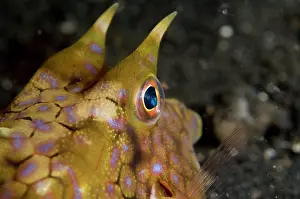 Cornuta: Longhorn Cowfish - with long horns