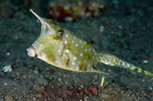 Cornuta: Longhorn Cowfish - Melasti dive site, Amed, Karangasem
