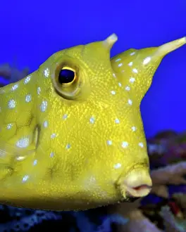 Cornuta: Longhorn Cowfish / Trunk Fish
