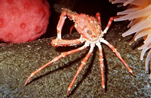 Crabs: Longhorn Decorator Crab - (deep water)