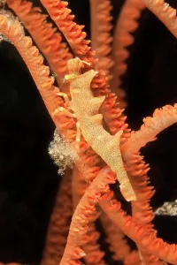 Prawn: Longhorn shrimp (Miropandalus hardingi) on sea whip