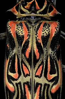 Longimanus: Longhorn / Timber Beetle - detail of the carapace