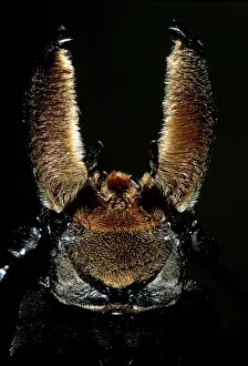 Longicorn: Longhorn / Timber Beetle - close-up
