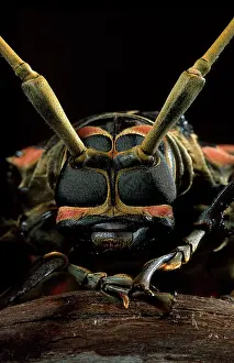 Longicorn: Longhorn / Timber Beetle - close-up