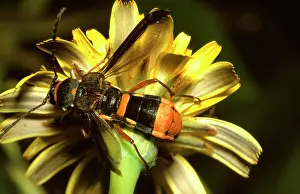 Enemies: A longicorn beetle - a harmless beetle that evades