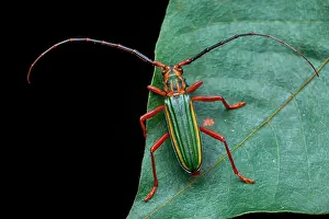 Coleoptere: Longicorn (Chlorida festiva) on a leaf, Saramaca
