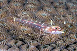 Flores: Longjaw Triplefin (Ucla xenogrammus) on Honeycomb