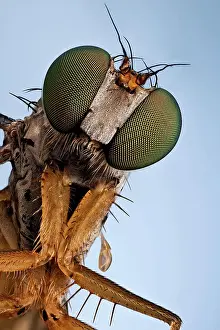 Stacking: A Longlegged fly, they will catch your attention