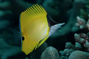 Butterflyfish: Longnose Butterflyfish