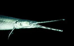 Longnose Gar