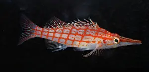 Hawkfish: Longnose Hawkfish