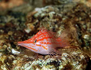 Hawkfish: Longnose Hawkfish
