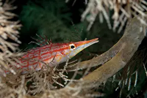 Sipadan: Longnose Hawkfish