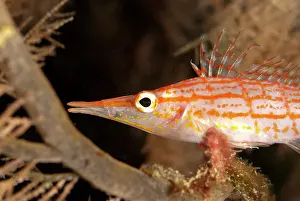Sipadan: Longnose Hawkfish